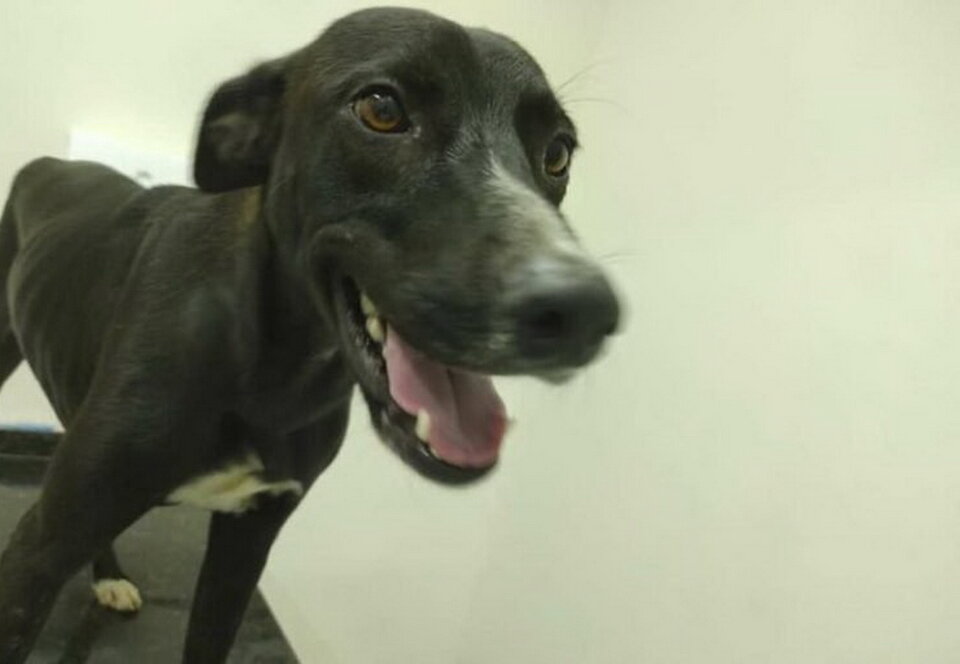 Вот, тот самый сообразительный песель