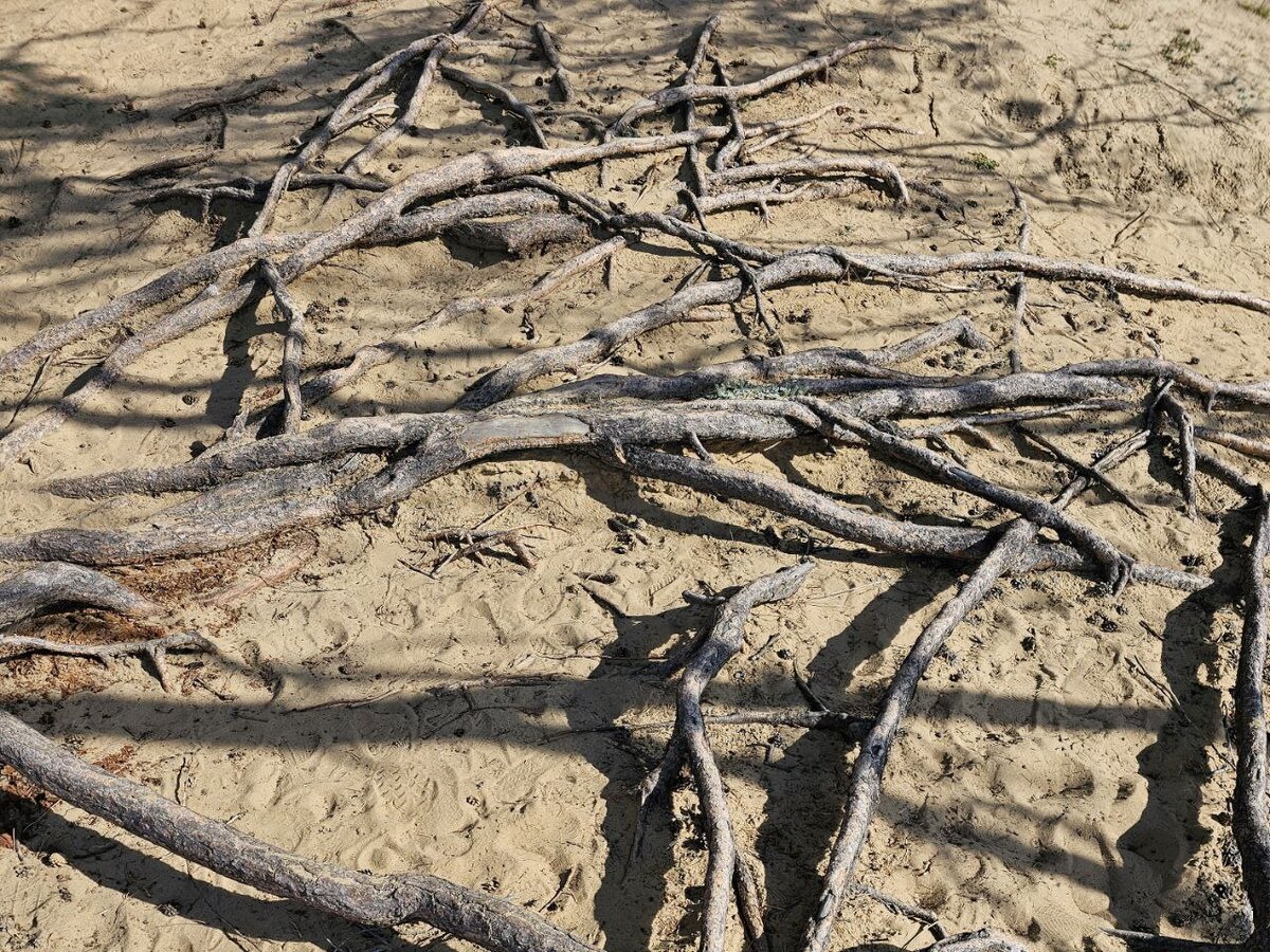 Корни орешника. Дерево упало на крузак. Липы в старом саду. Дерево не выдержала. Карталы фото улицы стройплощадка.
