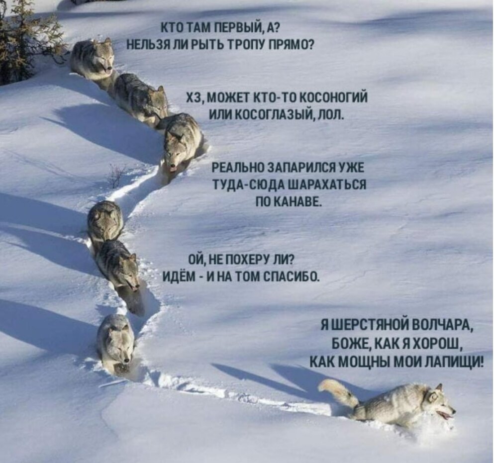 Моя любимая картинка про лидера😹