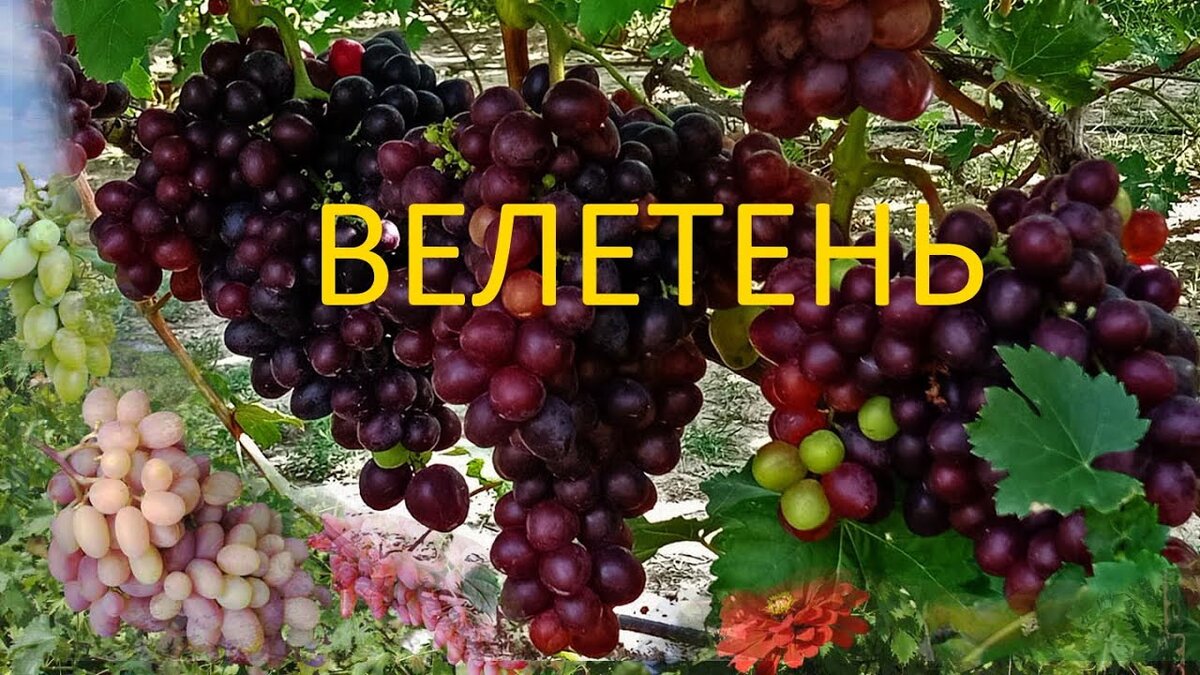 Виноградная гибридная форма Велетень (в переводе  с украинского) - "великан" селекции Писанки Олега Михайловича, новая гибридная форма кишмишных сортов. Срок созревания 115-125 дней. Вес ягоды 10-14 грамм. Мягкосемяннный, позиционируется на 2 класс безсемянности, гармоничного вкуса, без косточек. Морозоустойчивость -23°С, По болезням: обычные 3 обработки достаточно для развития хорошей кисти. На следующий год будет высажен в Волгоградской области привитым саженцем на подвое кобер-5 ББ. Будем наблюдать, я думаю, он себя очень хорошо покажет.