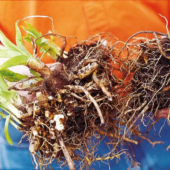 Весенний уход за деревьями, кустарниками и почвопокровными растениями