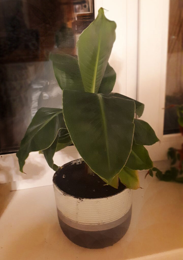 Мой бананчик