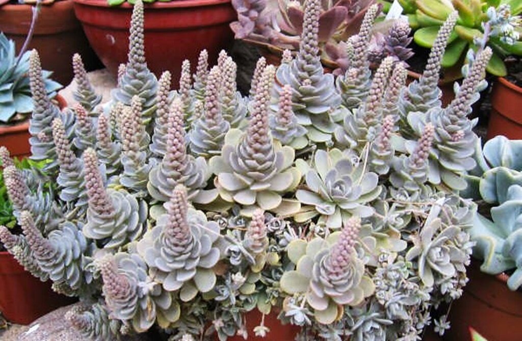 Orostachys iwarenge