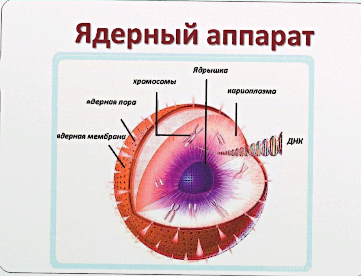 "Президент" клетки. Рисунок из открытых источников Яндекса.