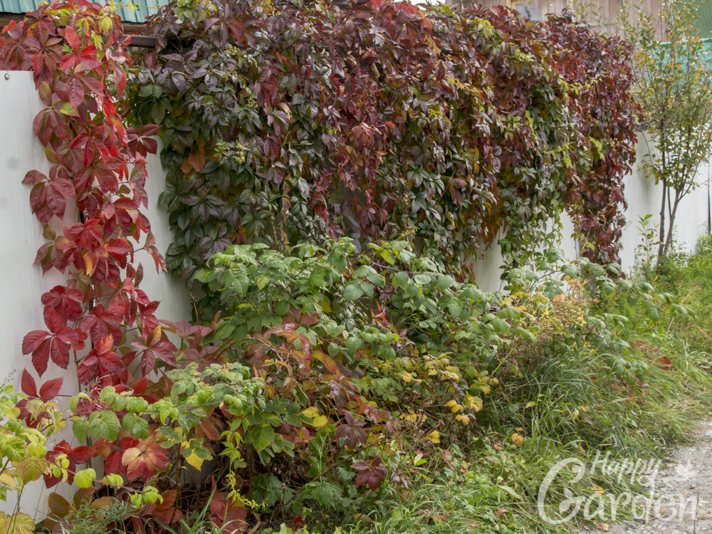 Цветок плющ хедера. Вьюн девичий виноград. Вьющиеся растения для дома. Плющ обыкновенный фитостена. Плющ вечнозеленый (hedera).