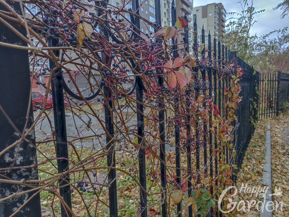 ягоды девичьего винограда