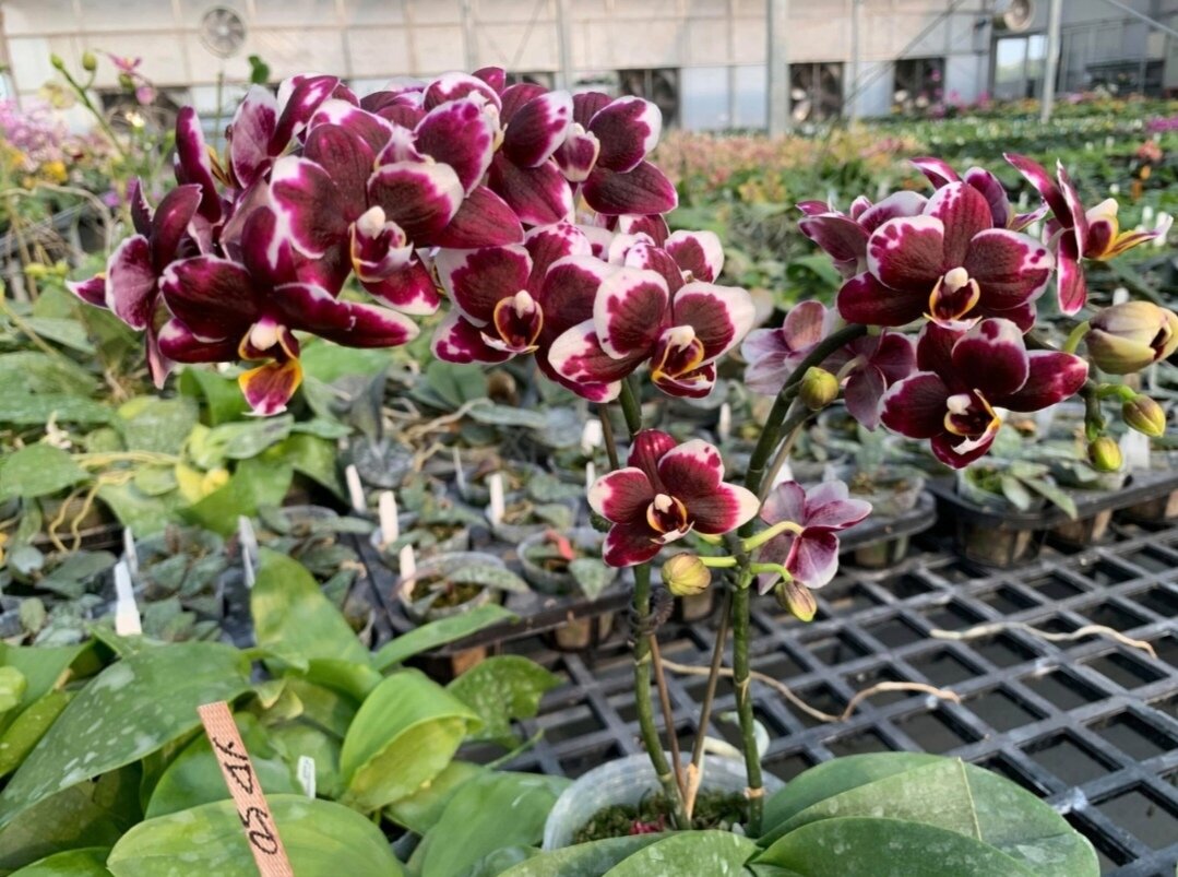 Phalaenopsis Taida Pearl * amailis