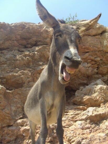 В каждом дружном коллективе есть буйвол, лошадь и осёл