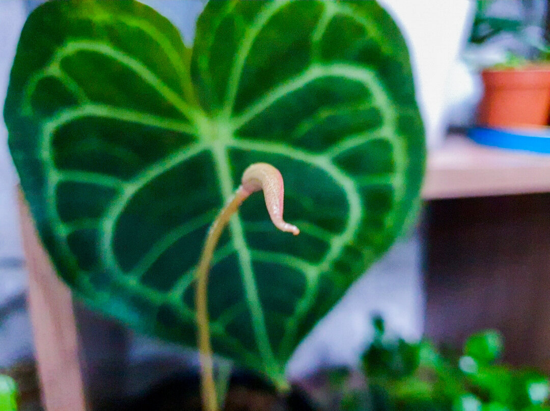 Цветёт антуриум кларинервиум некрасиво, зато листья ну очень уж необычные