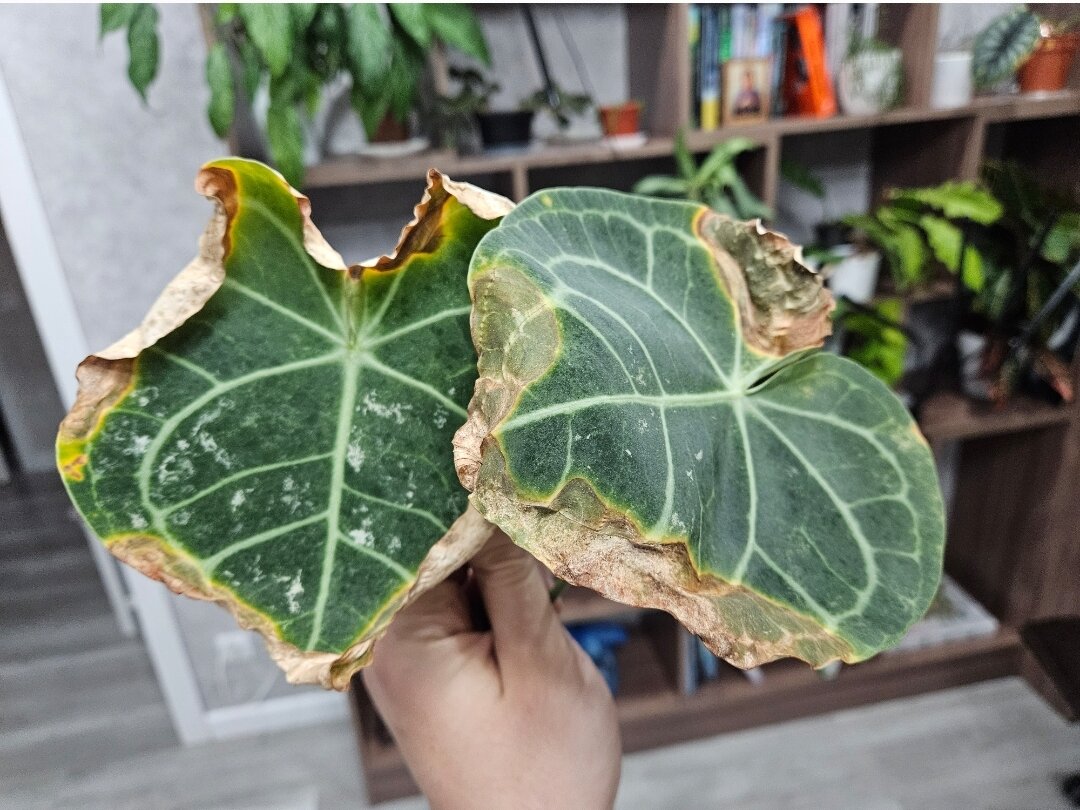 От листьев почти ничего не осталось