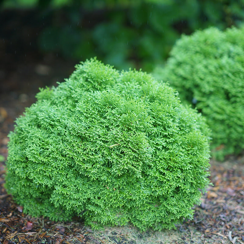 Tater Tot® Arborvitae