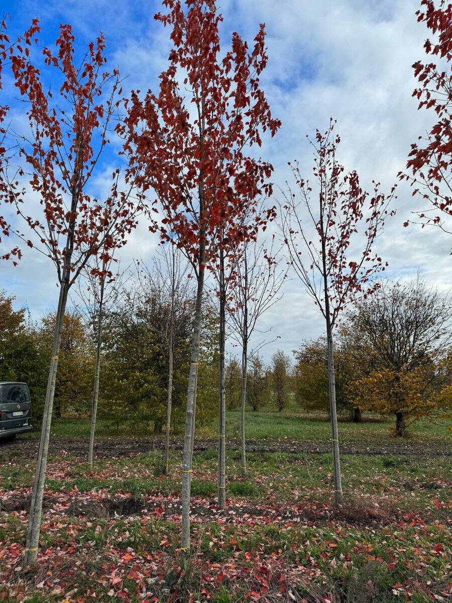 Клены для проектов и ЖК. Клены, Липы и Декоративные яблони от Садового центра Green Space 