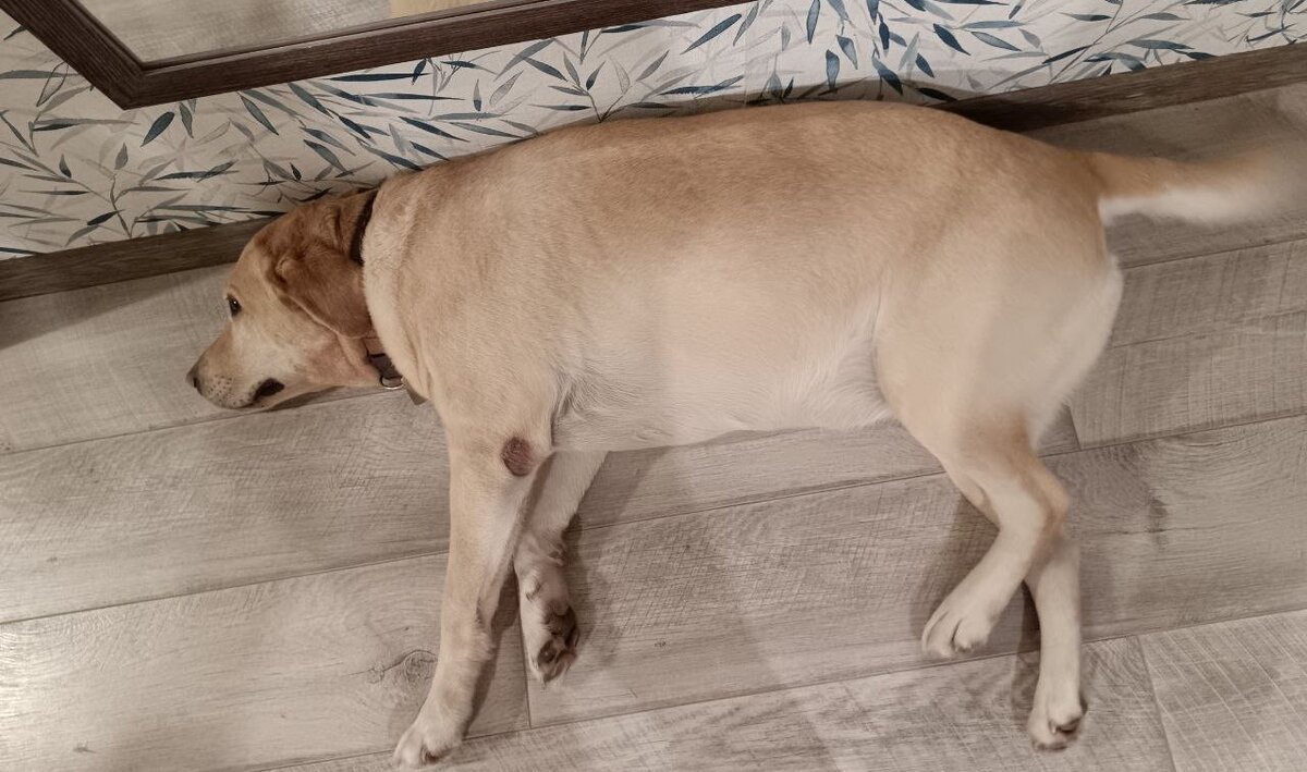 Фотография из личного архива.Полли спит. 