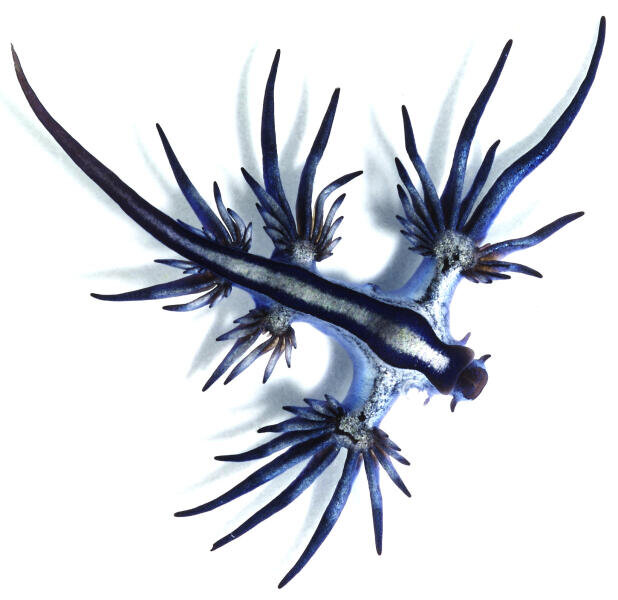    Glaucus atlanticus (с брюшной стороны)  Фото: Taro Taylor from Sydney, Australia, по лицензии CC BY-SA 2.0