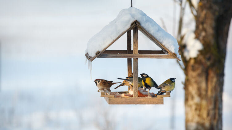    Когда начать кормить птиц? Фото: Depositphotos