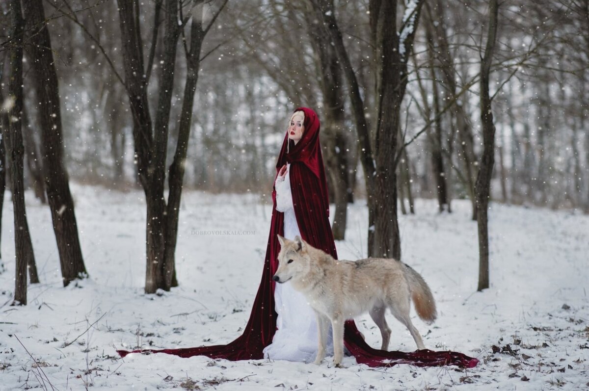 Красная шапочка с волками в лесу: не страшная, а красивая сказка | Фотограф  Анастасия Добровольская | Дзен