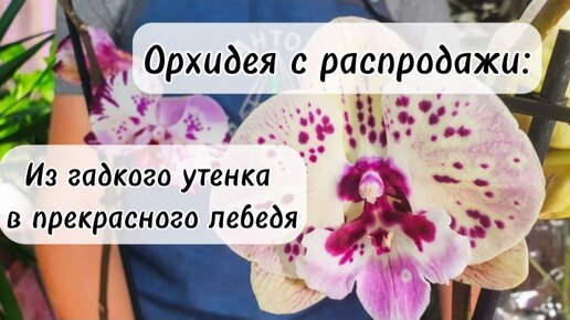 Орхидея с распродажи: из гадкого утёнка в прекрасного лебедя. Как выбрать, пересадить и ухаживать