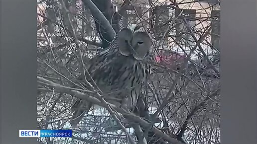 В Красноярске всё чаще видят диких птиц