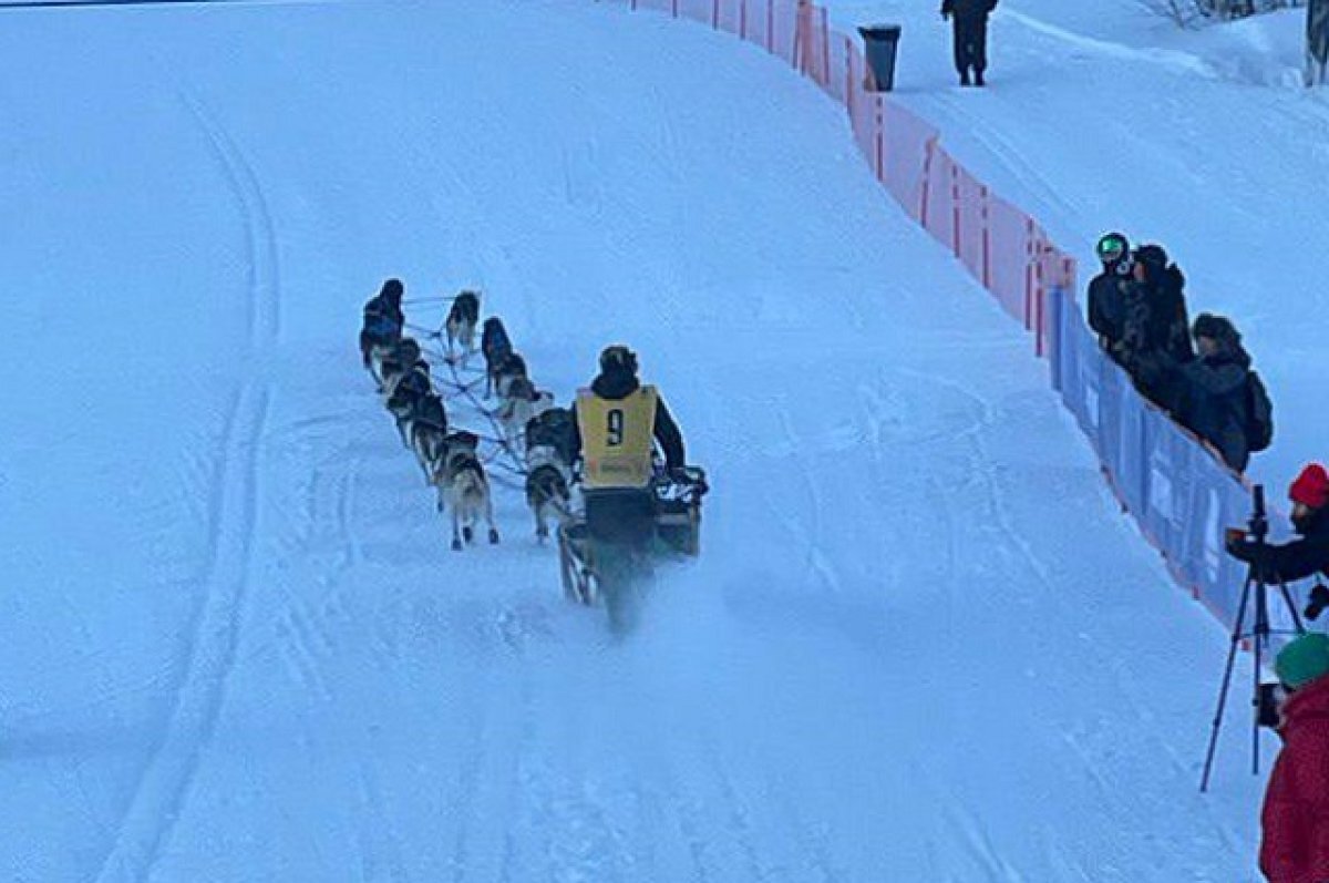    На Камчатке пройдут гонки на собачьих упряжках по улицам Елизова