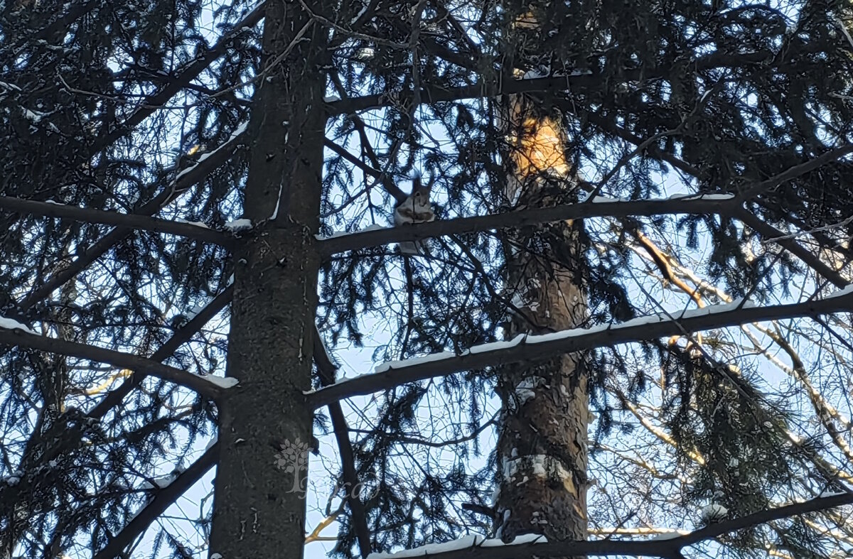 Белка далеко не уходит от кормушки. Видимо, в ней ещё что-то осталось )))