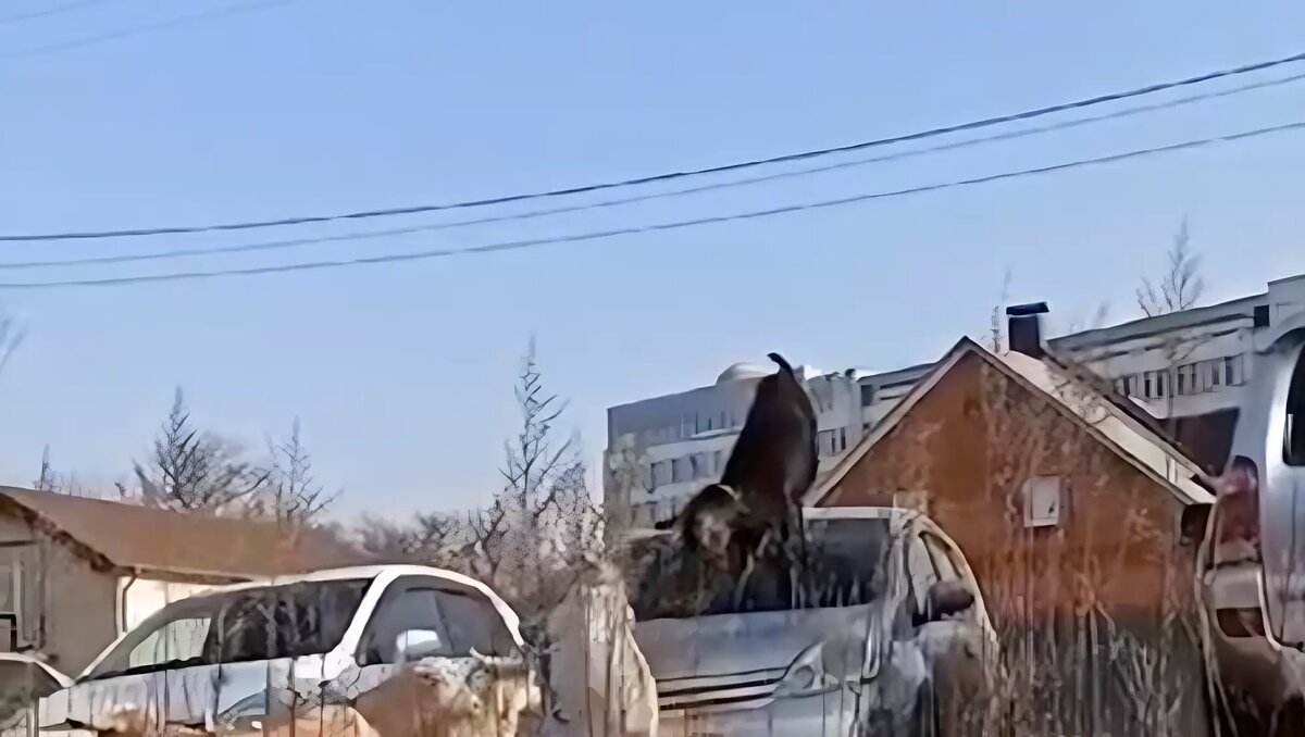 Козы устроили скачки на машине в пригороде Владивостока — видео |  Восток-Медиа | Дзен