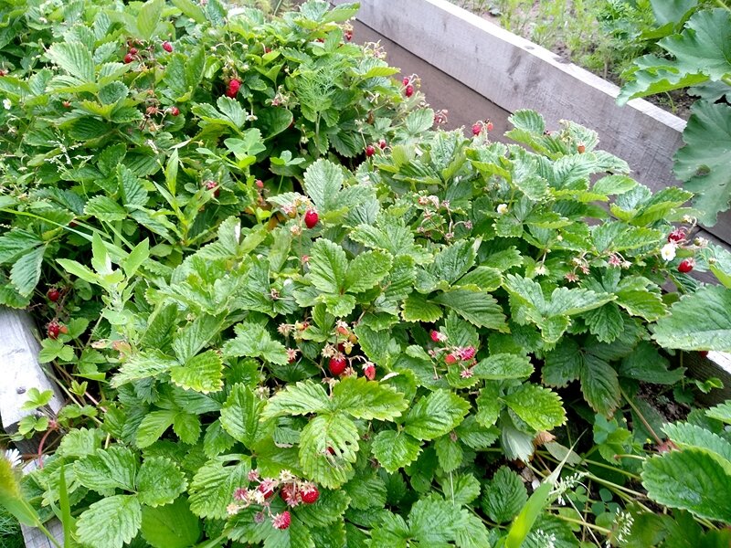 Плодоношение ремонтантной земляники Али Баба в первый год посева семян. Июль. Подмосковье