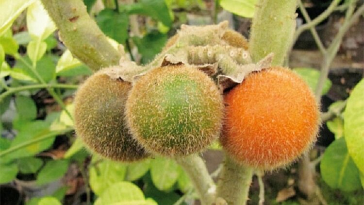Фрукт напоминает и мохнатый томат