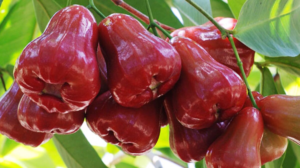 Плод кравивый, но вкус не яркий