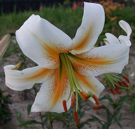 Лилия White Henryi , ссылка на изображение https://semiramisgardens.ru/upload/iblock/2fd/2fddd6517674a802da8837ec929e7843.jpg