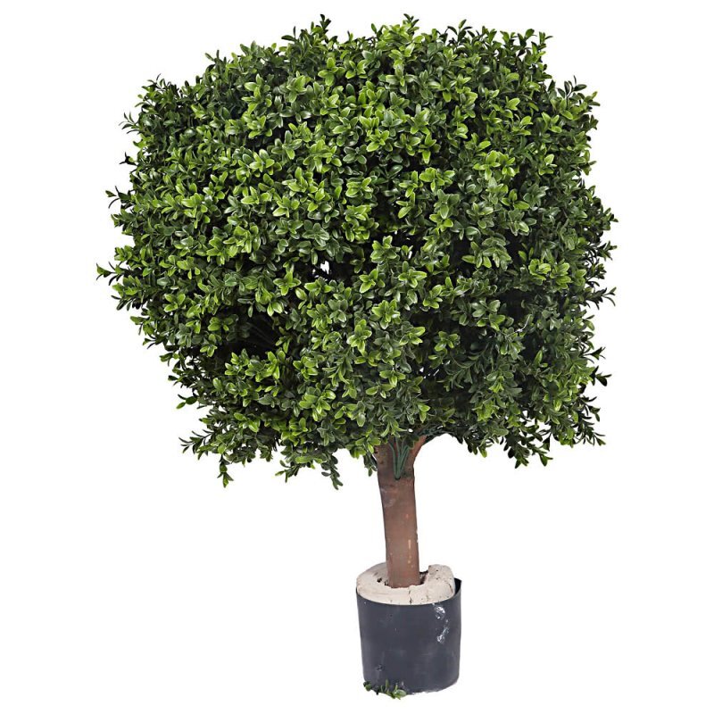 Дерево самшит (фото из свободного доступа)