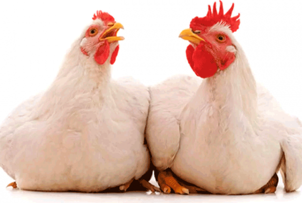 Секреты успешного выращивания бройлеров 🐔🐔🐔