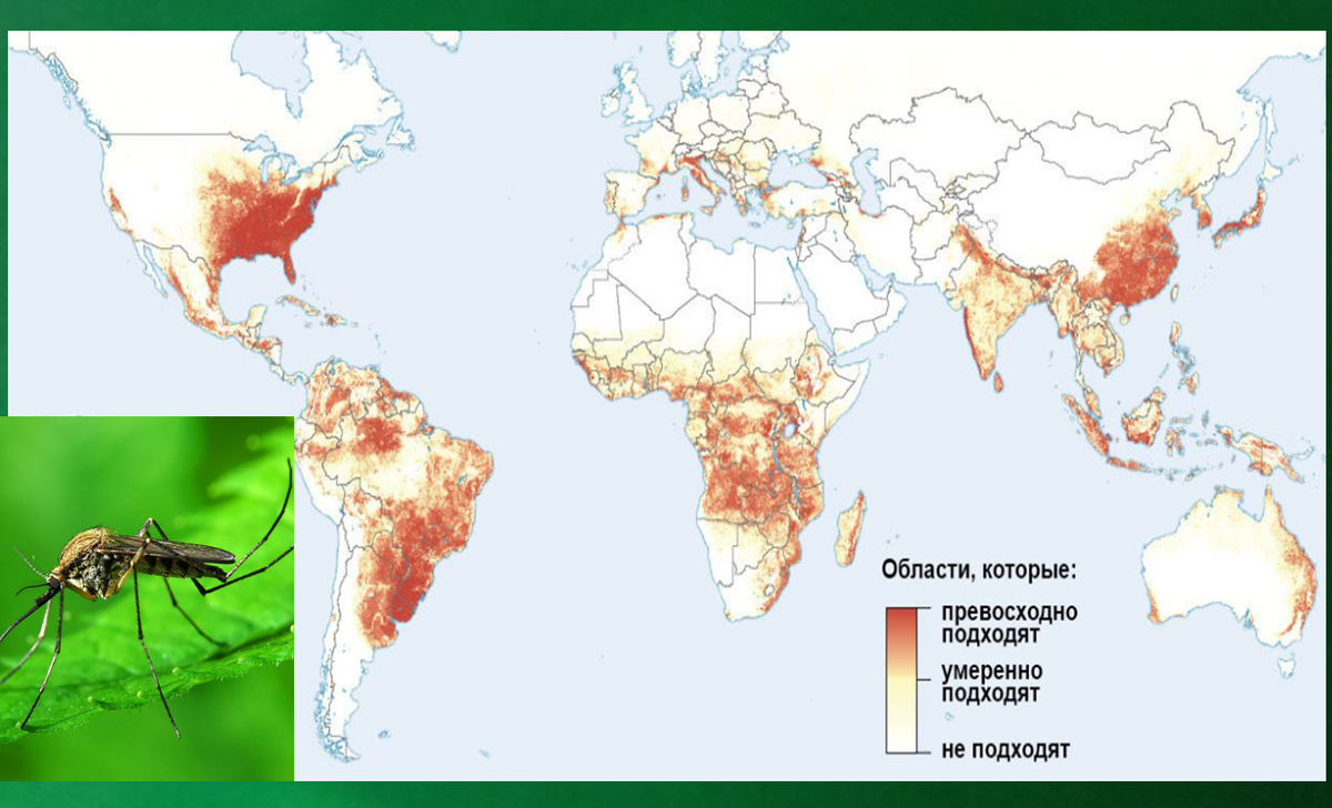 Регионы, где комары являются распространителями опасных заболеваний, включая малярию. Видно, что РФ в этом плане несказанно повезло.