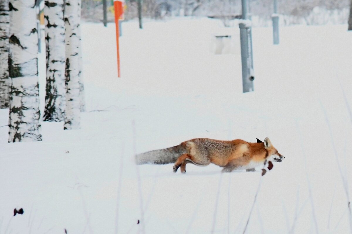 © vk.com/Приморский район | Фото | Ретро/ Ия Тарасенко