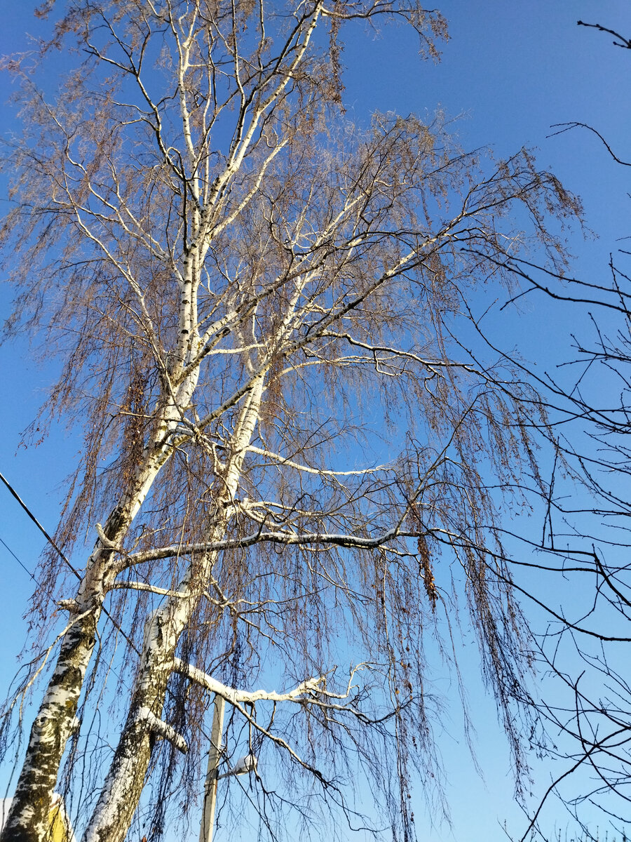 Как вчера написал, у берёз повисли ветви, как у ив над рекой.
