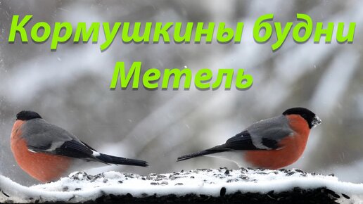 Кормушкины будни. Метель. Батлы продолжаются