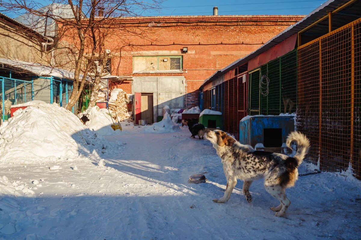 Чуть-чуть двор приюта "Омские хвостики"