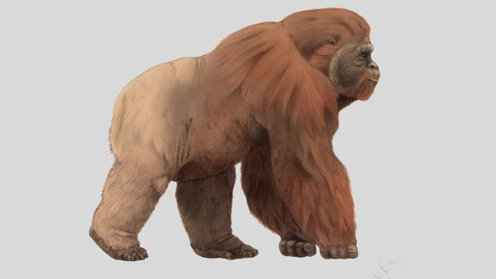     Фото: Wikipedia.org Gigantopithecus blacki