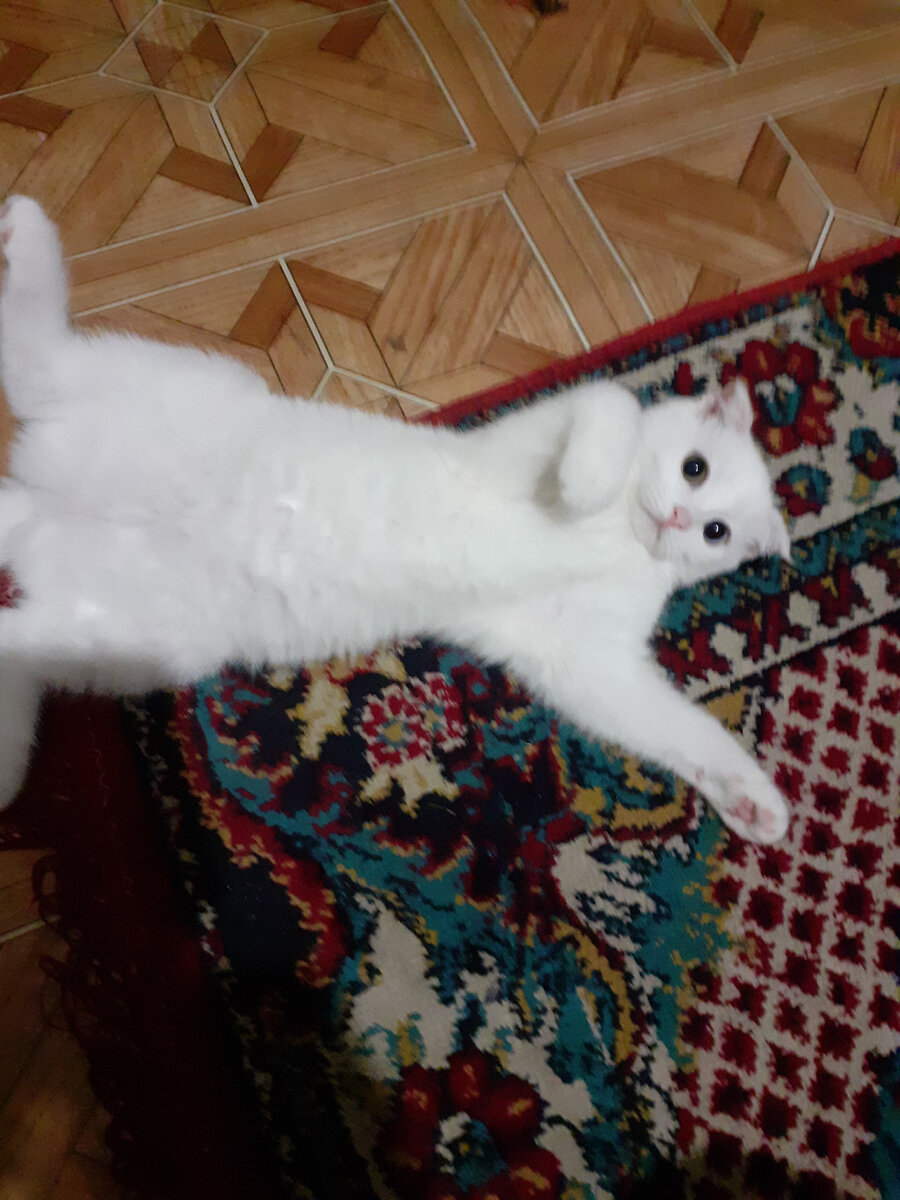 Эта кошечка не наша, дочкина, харАктерная ,Признаёт только свою хозяйку