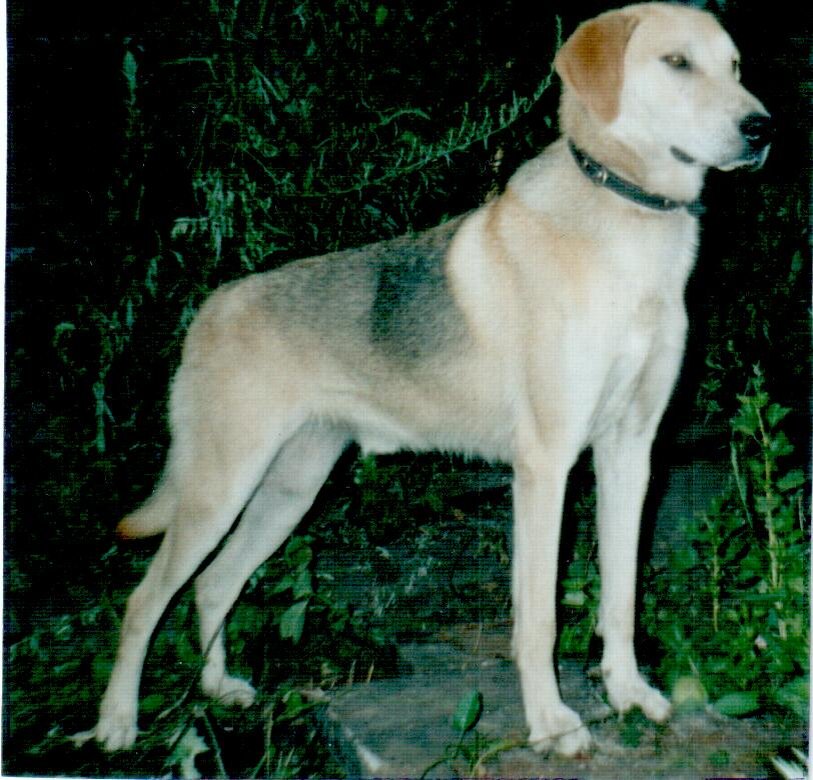 Правда же какой красавчик!   (фото из личного архива)