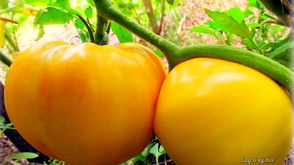 Сорт "Оранжевый гигант "