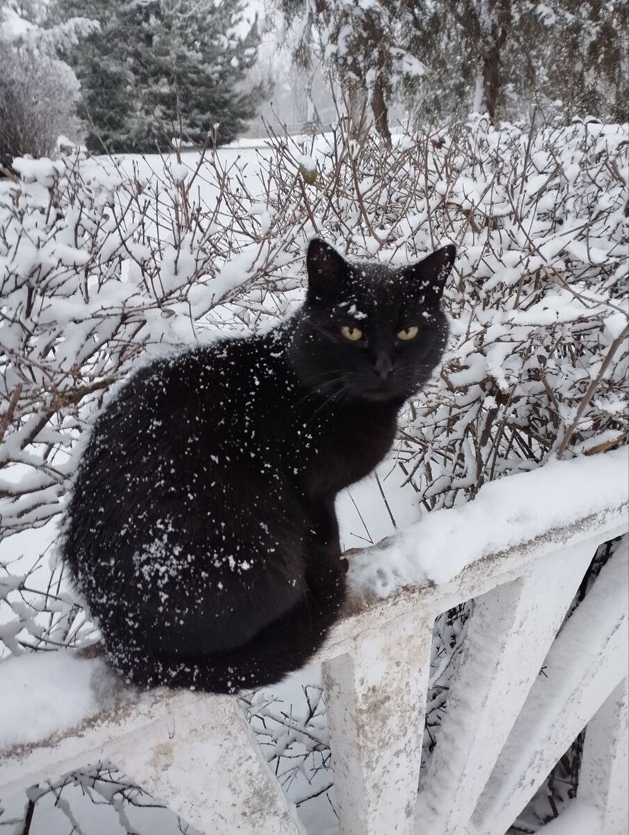 Кот.... ученый. Сидит на школьном заборе. 