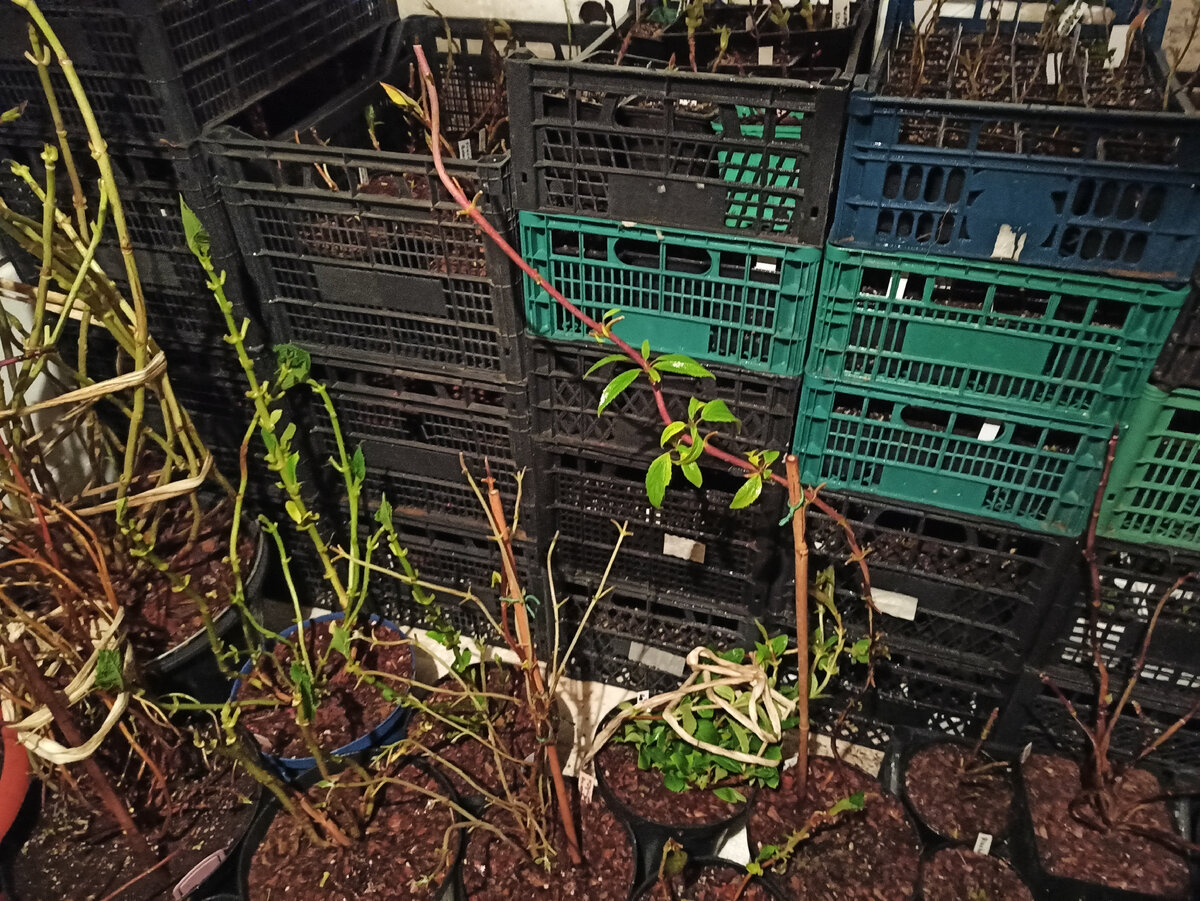 Загрузка в подвал довольно плотная. Здесь как взрослые экземпляры, так и малыши-первогодки (фото автора)