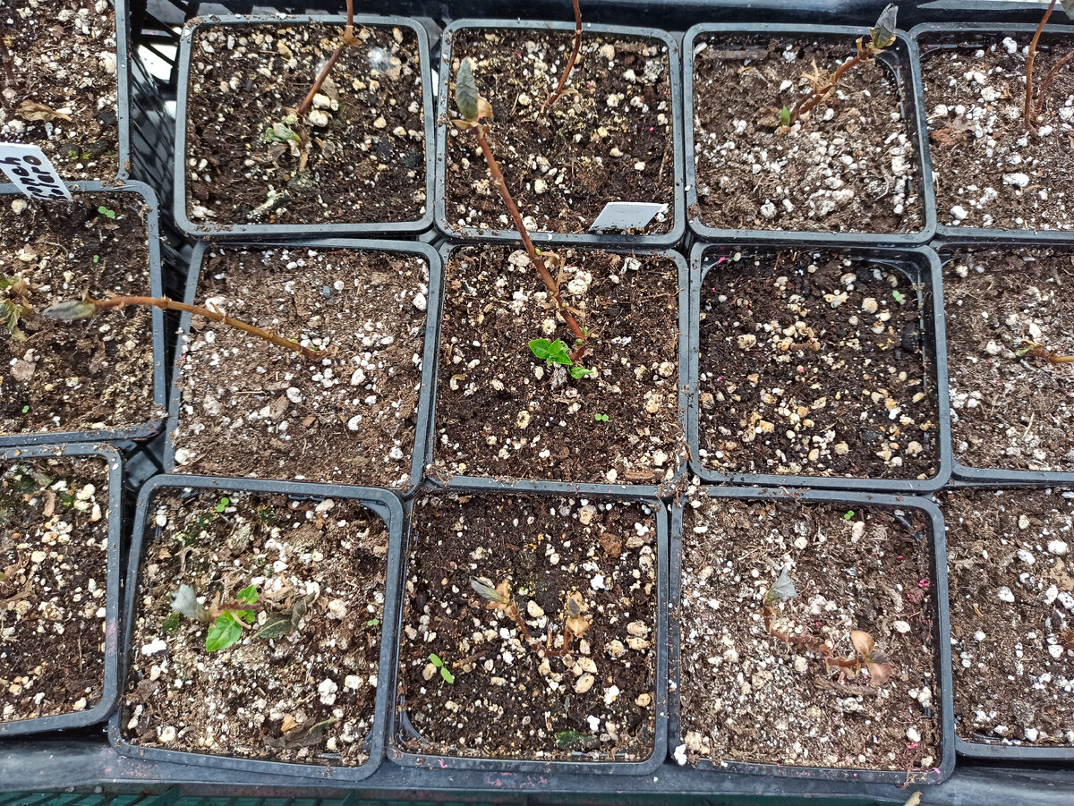 Определить, требуется ли полив проще всего на ощупь. На фото гортензии в ноябре. Оставшиеся маленькие зеленые побеги могут не пережить зиму, главное сохранить вызревшие ветки (фото автора)