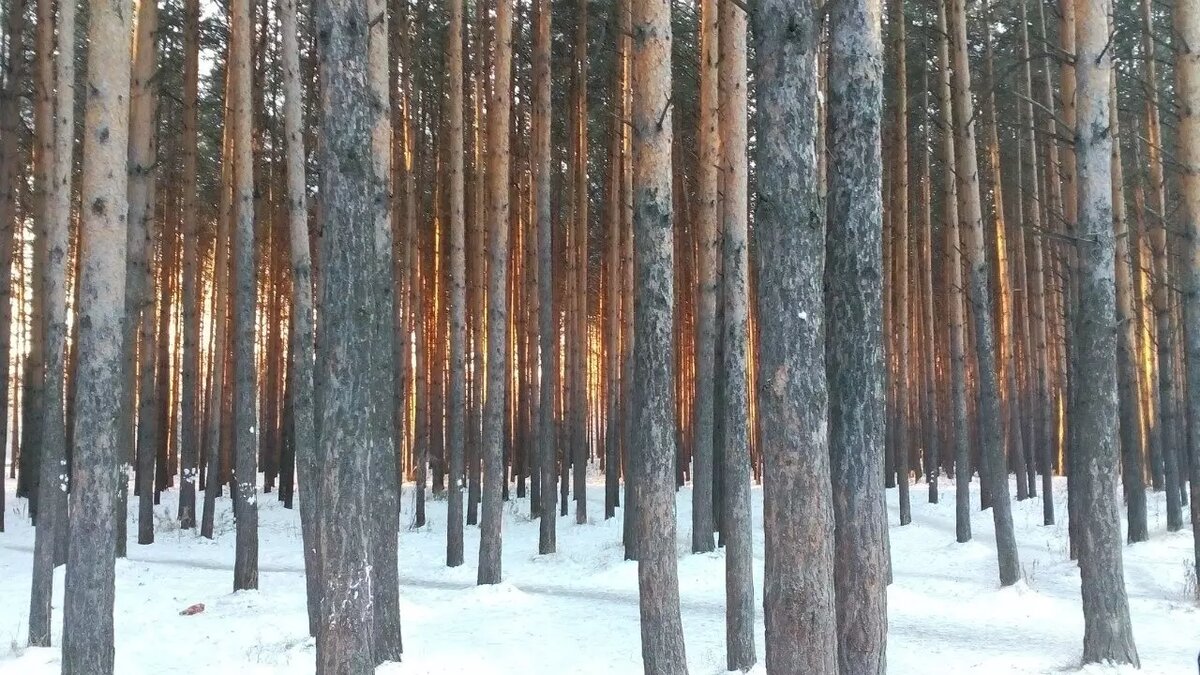     Экс-начальница отдела полиции в Богучанском районе обвиняется в получении взятки в 300 тысяч рублей. Следствие полагает, что за эту сумму она отдала «черному лесорубу» арестованную технику и древесину.