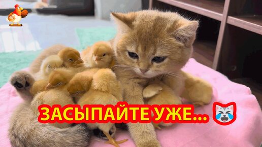 Котенок укладывает спать цыплят 🥱 Пушистики никак не угомонятся 🐤🐥🐤 Терпеливая юная Няня вся в заботах 🤗