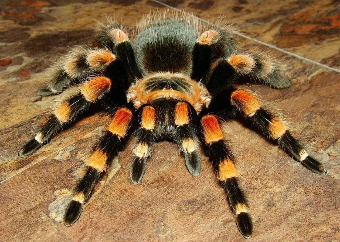 Тигровый паук птицеед