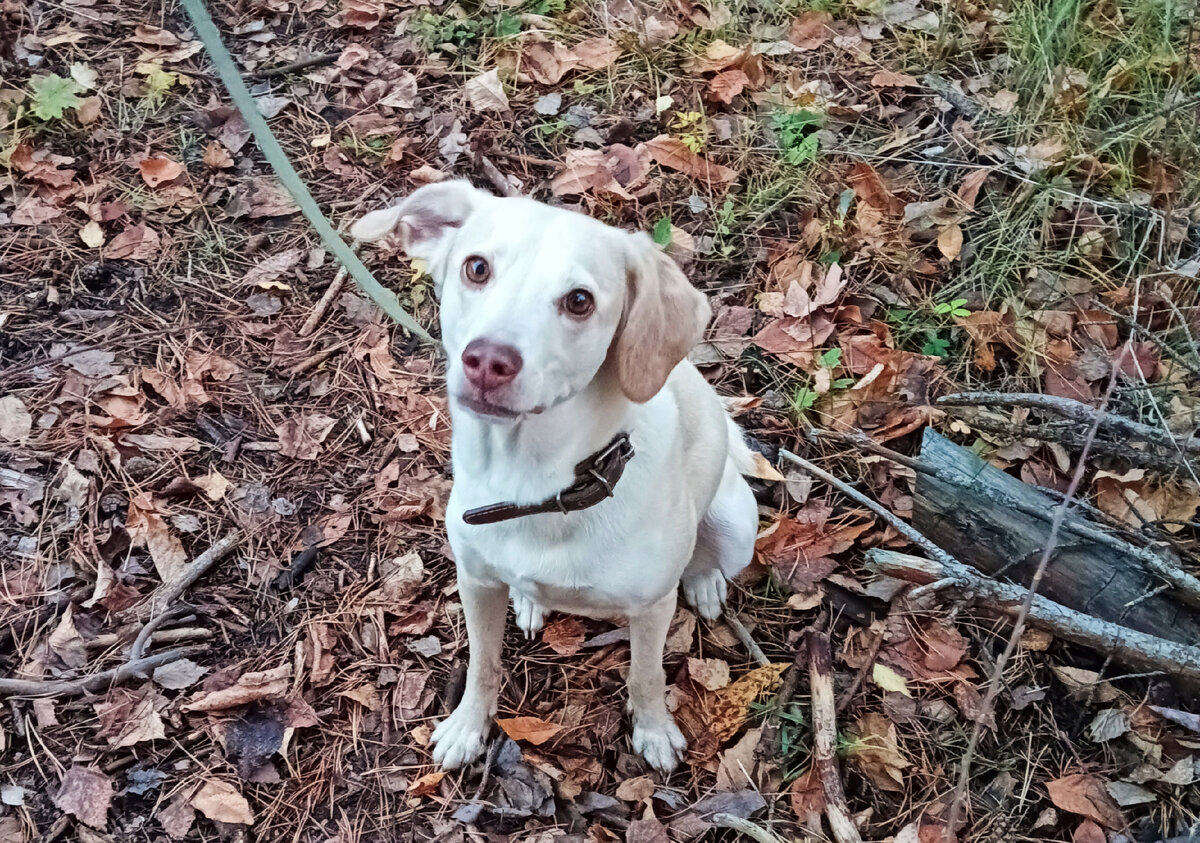 Как успокоить собаку. Снотворное для собак. Успокоительное для собак. Снотворные капли для собак. Шкала стресса у собак.