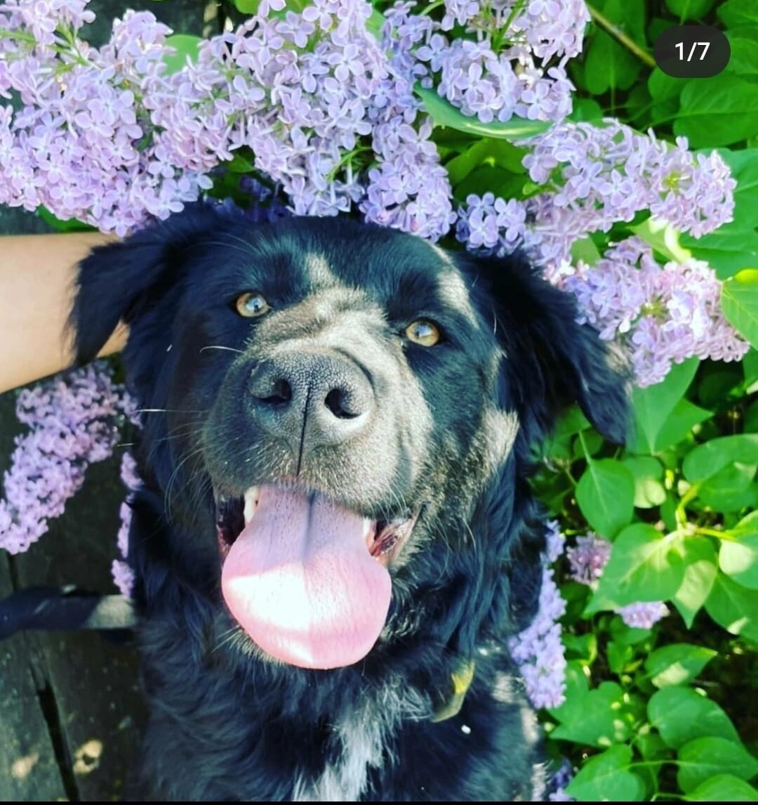 Верный на прогулке в Волжском приюте Уголек