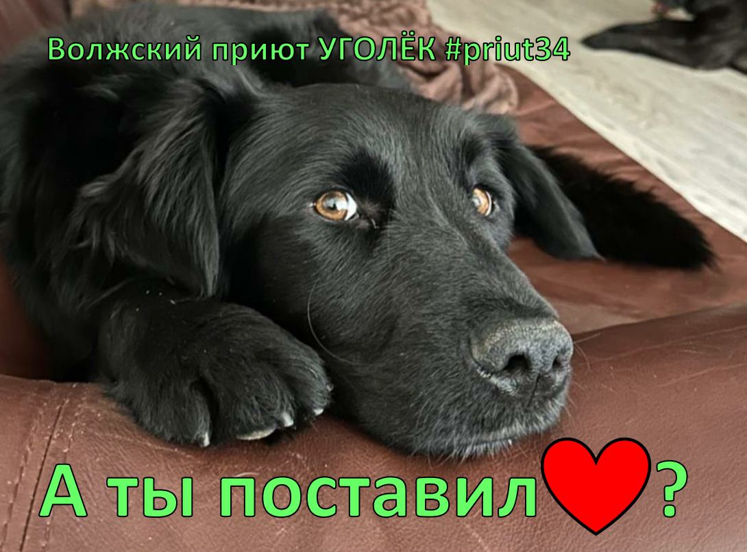 Приют уголек. Волжский пёс
