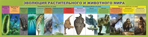 Где-то в ордовике  появились рыбы, затем в девоне — карбоне от них ответвились амфибии, которые приступили к освоению суши. Земноводные породили пресмыкающихся, а те за мезозойскую эру воплотились в огромное число форм, среди которых всегда вспоминают динозавров. Затем динозавры, а с ними и другие монстры в конце мелового периода вымерли, уступив планету более прогрессивным птицам и млекопитающим. Последние, быстро совершенствуясь, породили высших приматов. Наконец, около 15 миллионов лет назад появились первые представители семейства Hominidae. 
